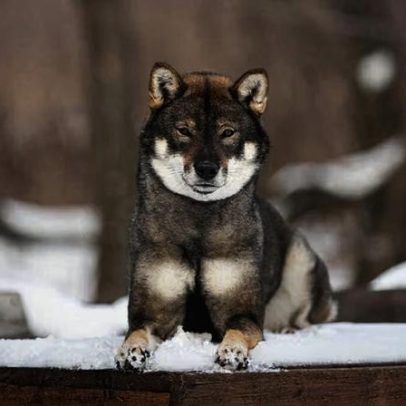 Shikoku: características da raça canina