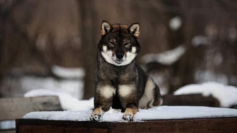 Shikoku: características da raça canina