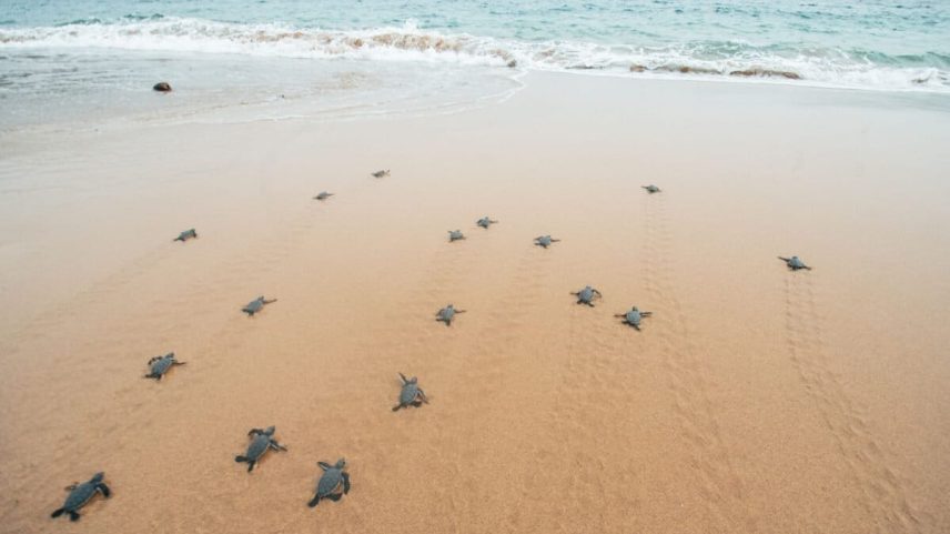 São Tomé anuncia duas das oito áreas marinhas protegidas planejadas