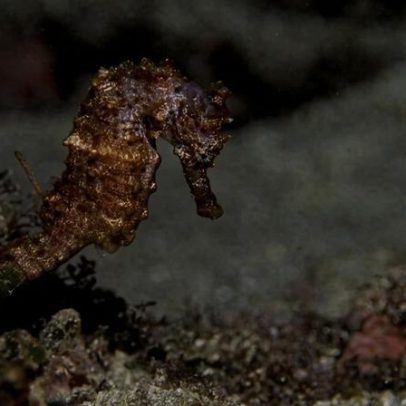 4 traficantes de fauna presos na Guiné; cavalos-marinhos e barbatanas apreendidas