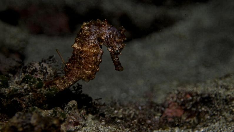 A West African seahorse (Hippocampus algiris) is a vulnerable species found in West Africa
