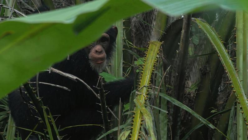 Western chimpanzee (Pan troglodytes verus), Nzérékoré, Guinea. Image by augustofaustino via iNaturalist (CC BY-NC 4.0)