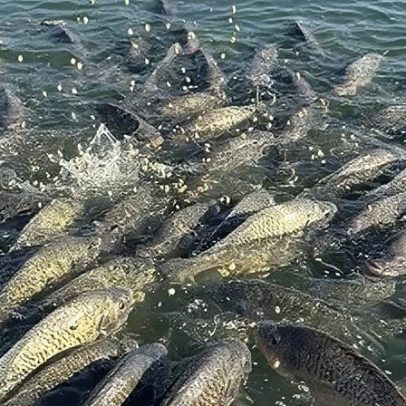 Indústria de pescados busca barrar tarifa de 25% nos EUA