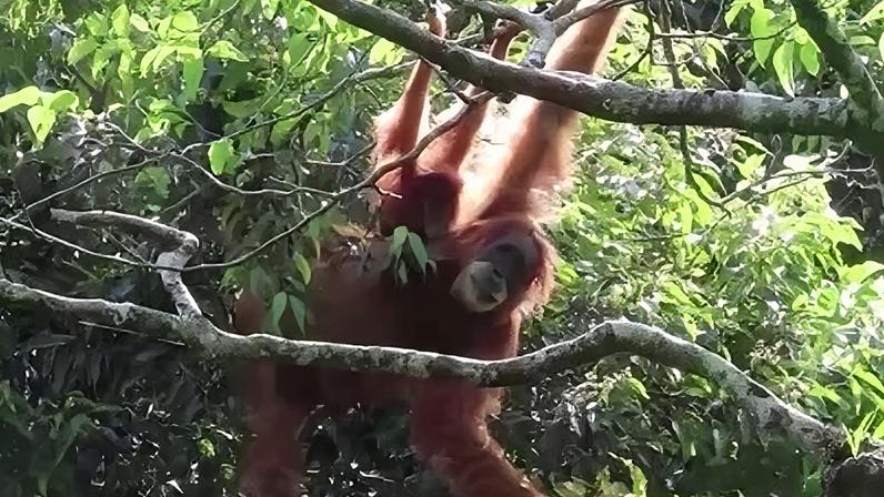 Orangotango de Tapanuli, espécie criticamente ameaçada de extinção