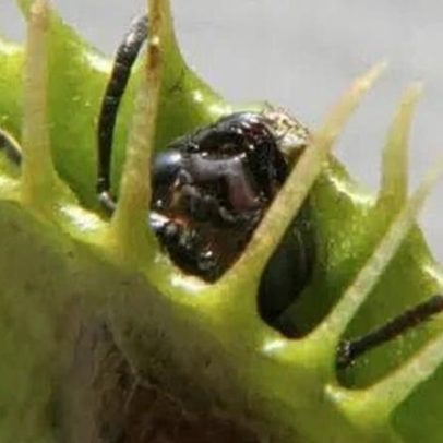 Cientistas revelam mecanismo de fechamento de planta carnívora
