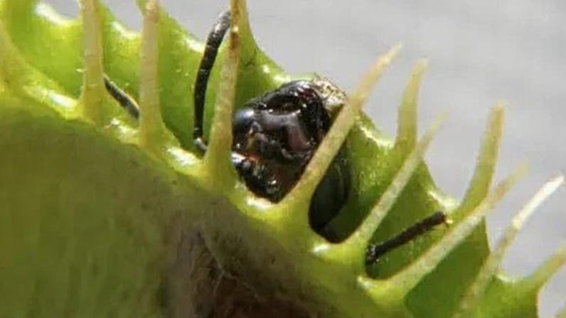 Cientistas desvendam segredo do mecanismo de fechamento de planta carnívora