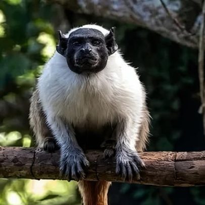 Macaco chamado Amendoim busca parceira no Dia dos Namorados