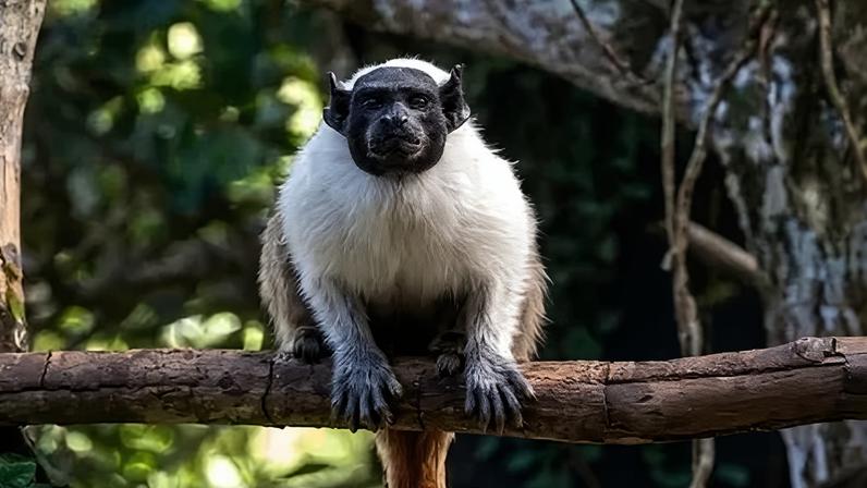 Amendoim é um primata da espécie sauim-de-coleira e vive no Pará