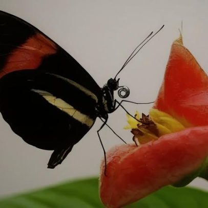 Borboletas tropicais vivem três vezes mais que parentes de outros pontos