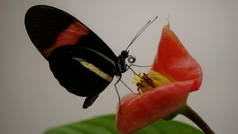 Espécies de borboletas tropicais vivem quase três vezes mais que seus parentes