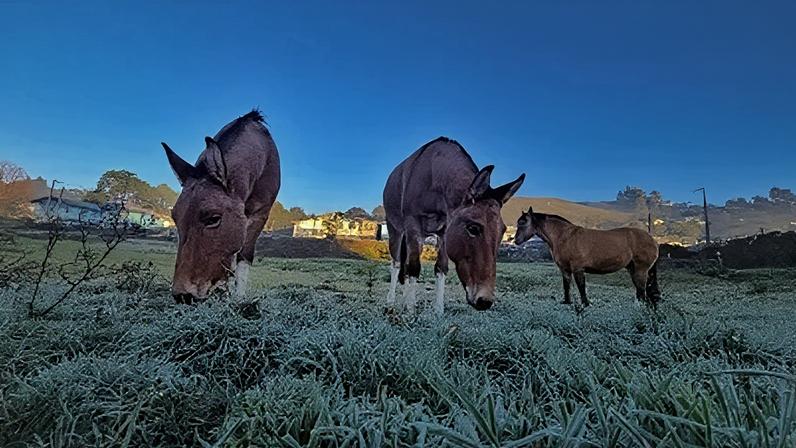 Cavalos em um pasto com geada em São Joaquim, no Vale do Caminhos da Neve (SC). Imagem de arquiv