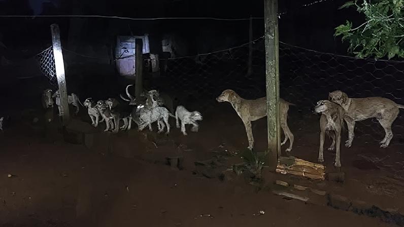 Ao todo, foram resgatados 15 cães
