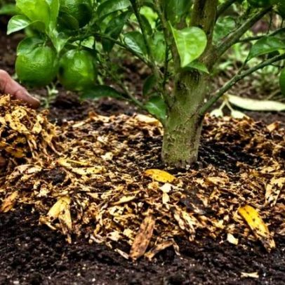 Casca de banana pode otimizar frutificação de limoeiros com manejo adequado