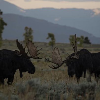Alces: 8 curiosidades que revelam os gigantes das florestas