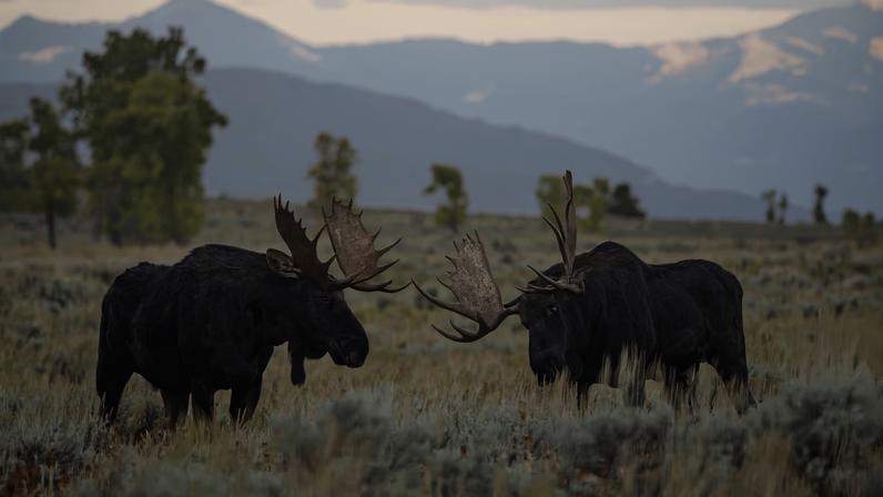 Alces: 8 curiosidades sobre os gigantes das florestas