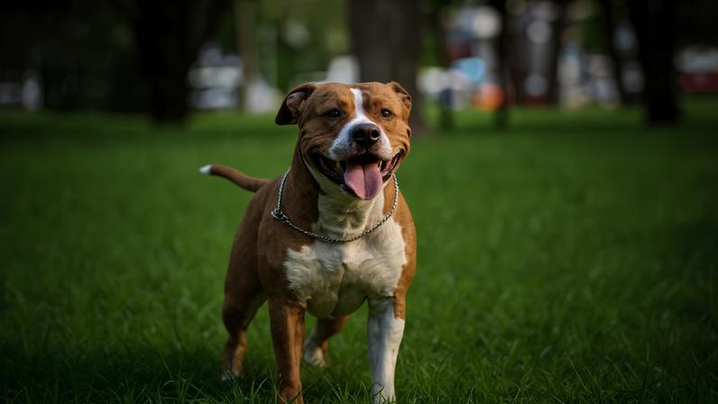 American Staffordshire Terrier: características do cão desta raça
