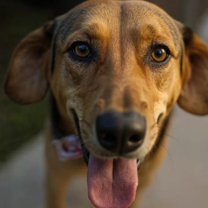Caramelo é eleito o cachorro mais amado do país por 7 razões