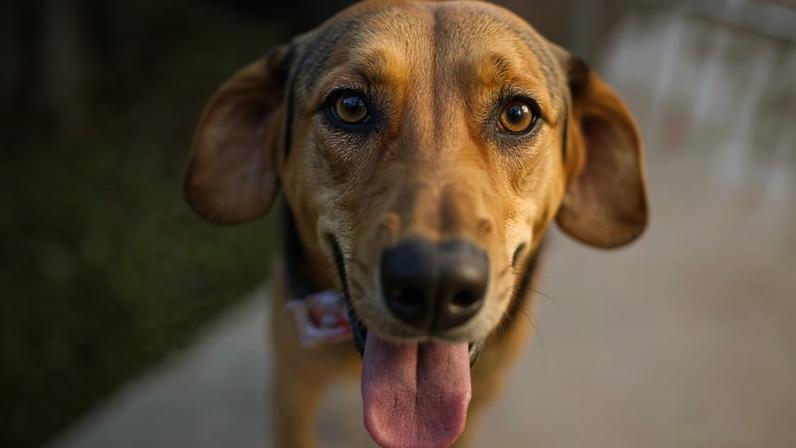 Caramelo é eleito o cachorro mais amado do país por 7 razões