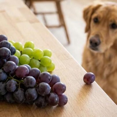 É só uma frutinha pode levar cães à emergência