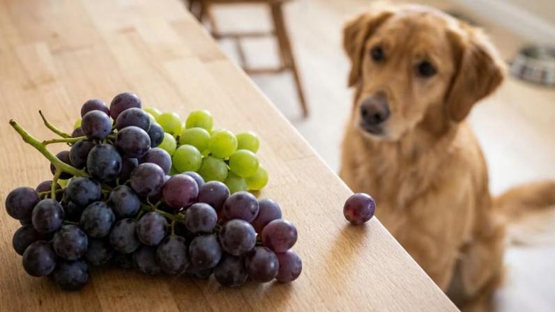 Mesmo poucas uvas podem ser perigosas para pets. (Foto: Fala Ciência via Gemini)