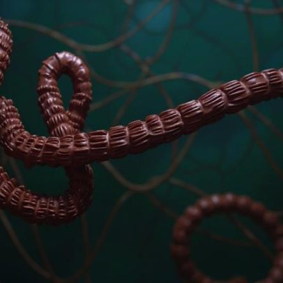 Ebola preocupa autoridades após OMS indicar mortalidade de até 50%