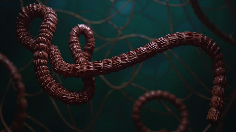 Surto atual de Ebola mantém alta taxa de letalidade. (Foto: Getty Images via Canva)