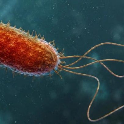 Microrganismos do Mar Morto desenvolvem caudas para enfrentar salinidade extrema
