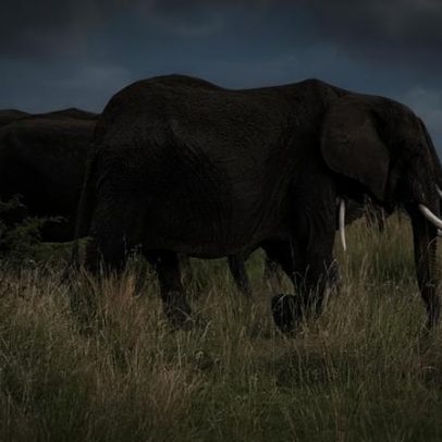 Ritz-Carlton chega aos safáris em Masai Mara, Quênia