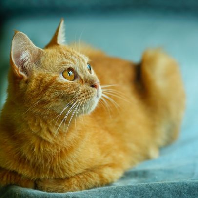 Estresse pode levar a evitar carinho em gatos, aponta estudo