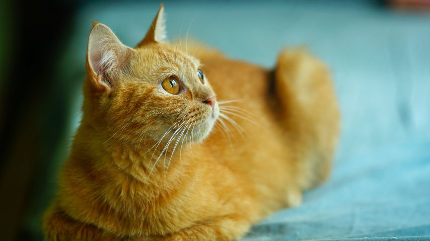 Interações com animais de estimação melhoram o humor a curto prazo