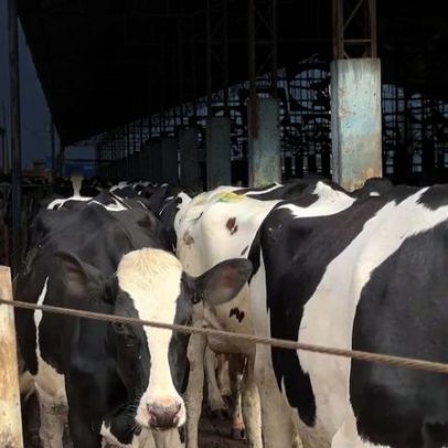 Recuperação de preços impulsiona setor leiteiro, importações seguem desafio