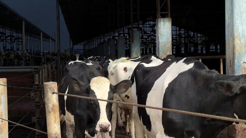 Duas vacas dentro de uma cerca com fios de metal