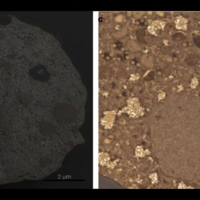 Vírus gigante encontrado no Japão tem comportamento inédito, dizem cientistas