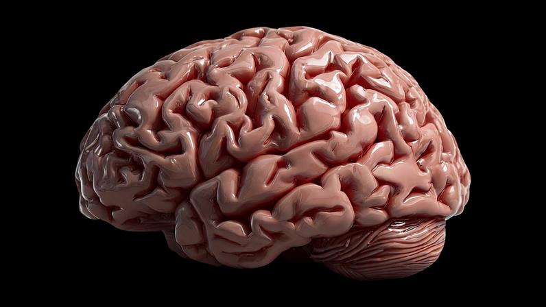 Neuroplasticidade pode durar toda a vida. (Foto: Squidstd via Canva)