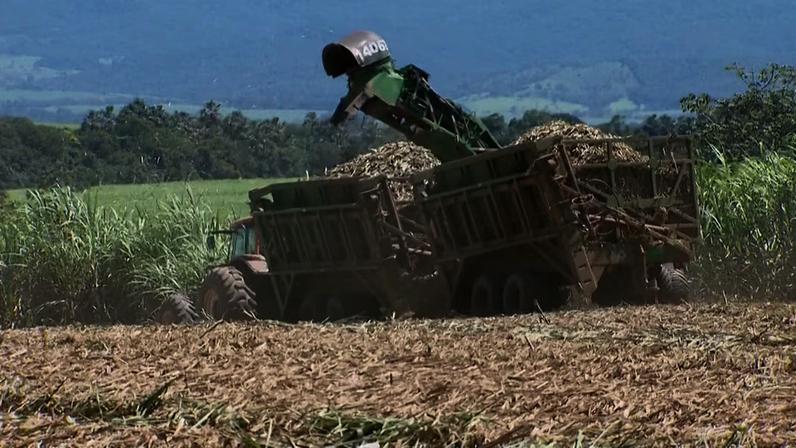 Máquina colheitadeira de cana‑de‑açúcar em atividade, despejando o produto em grandes carretas e tratores.