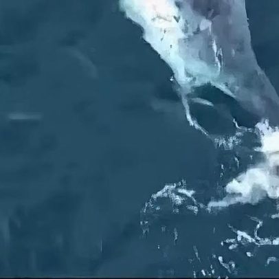 Baleias jubarte e golfinhos encantam litoral do RJ