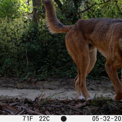 Nova plataforma australiana transforma imagens da vida selvagem em ação