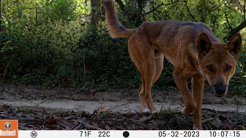Banner image: A purebred dingo caught on camera trap on K’gari, the world’s largest sand island. Image by Zachary Amir/University of Queensland.