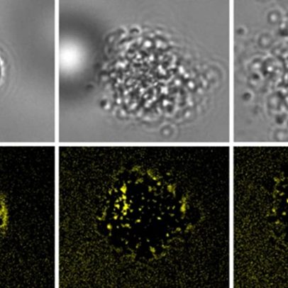 Células que se rompem ajudam a defender o organismo, indicam cientistas