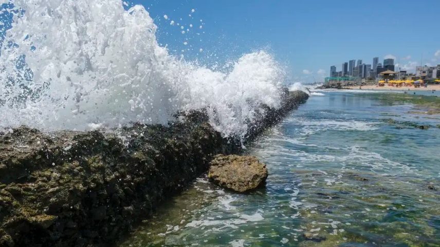 Na Grande Recife, 90% dos ataques são da espécie cabeça-chata
