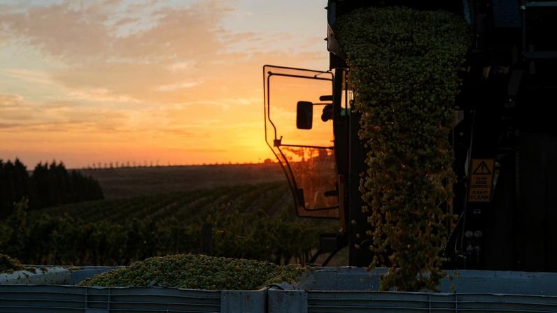 Rumo ao oeste de Melbourne: Geelong e Bellarine, segredo do vinho de Victoria