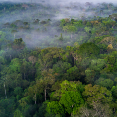Mercado de crédito de carbono: Brasil no centro do debate global