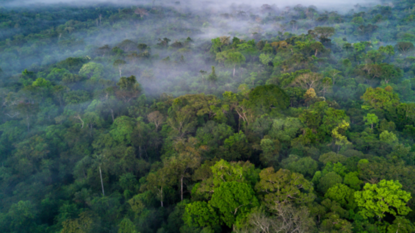 Mercado de crédito de carbono pode ser benéfico financeiramente para o Brasil