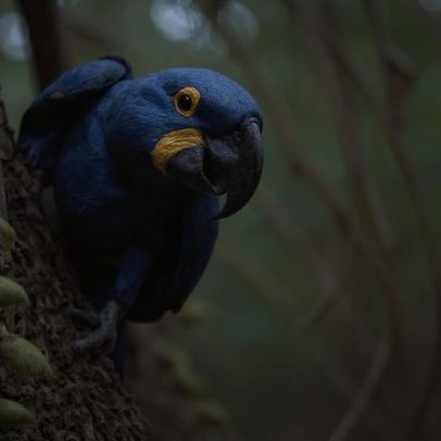Nova lista da fauna ameaçada inclui arara-azul, bugio-preto e tamanduaí