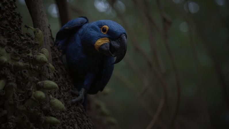 Arara azul em uma palmeira-Metrópoles