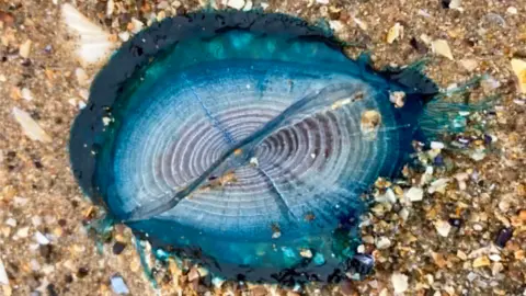 Maxine Allinson A close up of the blue marine creature sitting in stony sand.