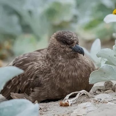 Austrália confirma primeiro caso de H5N1; vírus chega a todos os continentes