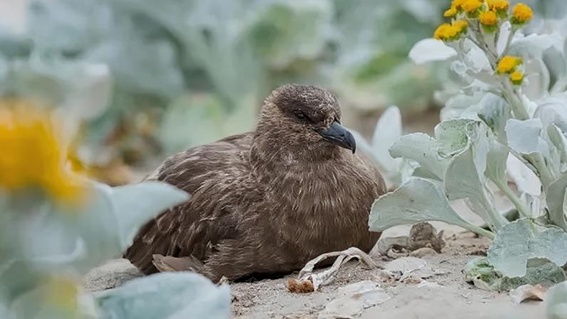 The disease had been found in a brown skua