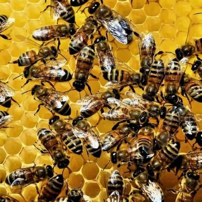 Abelhas tropicais são as mais vulneráveis ao aquecimento global