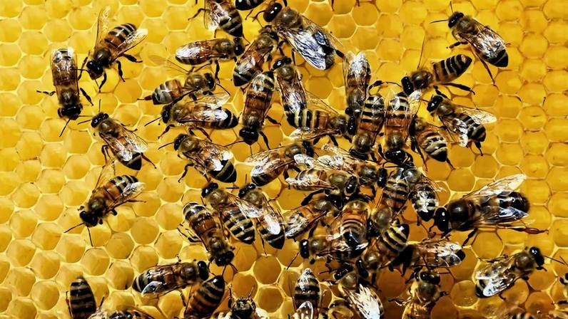 Responsáveis pela polinização de plantas e lavouras, as abelhas são essenciais para a biodiversidade e a segurança alimentar (Freepik)